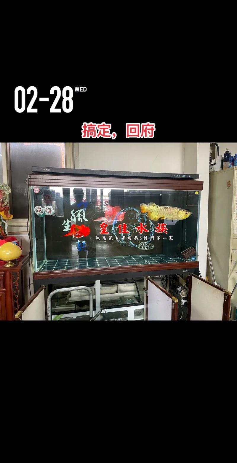 魚缸里養銀龍魚養幾只比較合適呢圖片