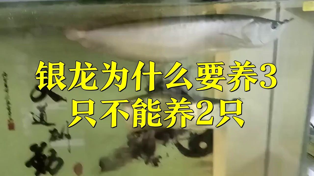 魚缸里養銀龍魚養幾只比較合適呢圖片