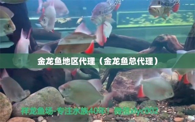 貴陽金龍魚經(jīng)銷商有哪些：貴陽云巖區(qū)改茶路548號金龍魚經(jīng)銷商加盟條件 貴陽金龍魚經(jīng)銷商有哪些：貴陽云巖區(qū)改茶路548號金龍魚經(jīng)銷商加盟條件 龍魚百科 第5張