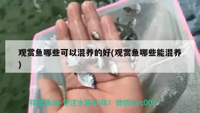 觀賞魚哪些可以混養的好(觀賞魚哪些能混養)