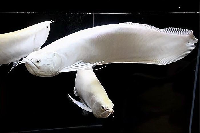 銀龍魚(yú)和菠蘿魚(yú)混養(yǎng)
