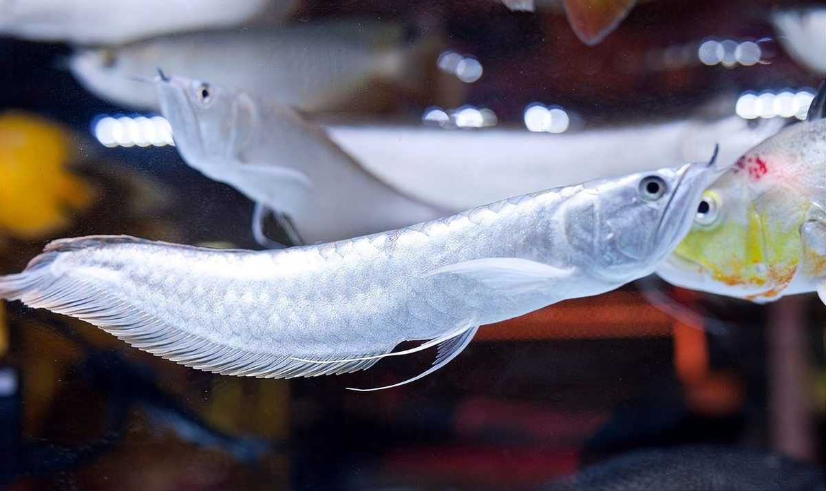 銀龍魚和菠蘿魚混養