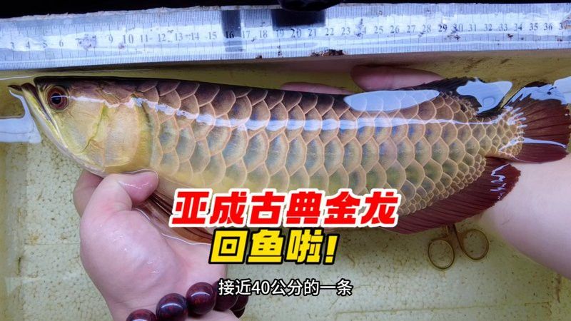 古典金龍七鰭恢復期間需要喂什么食物？