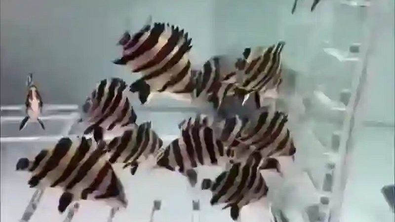 祥龍魚場(chǎng)有提供魚苗嗎？