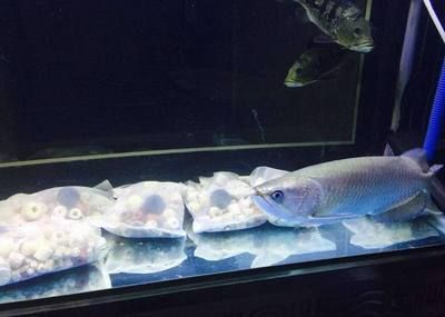 龍魚體型最小的品種