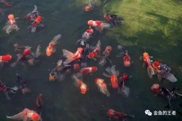 小金龍魚的養殖需要注意以下幾個方面：小金龍魚的養殖需要注意：小金龍魚怎么養殖，小金龍魚怎么養殖方法圖解