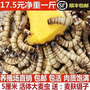 金龍魚只吃大麥蟲不吃別的蟲：金龍魚只吃大麥蟲不吃其他種類的蟲子怎么辦