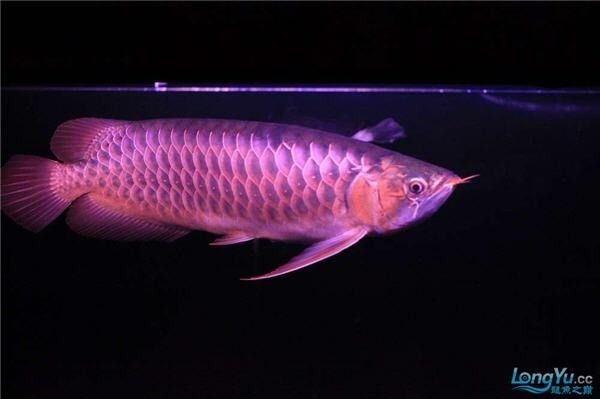 龍魚是哪個國家的魚類
