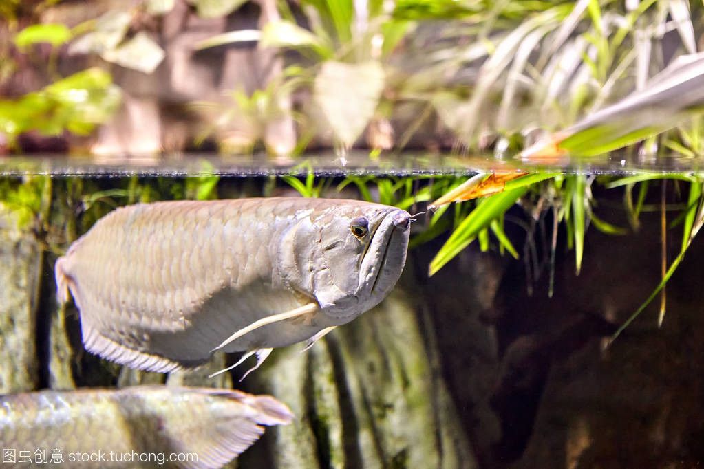 龍魚淡水魚還是咸水魚好吃一點：龍魚是淡水魚還是咸水魚