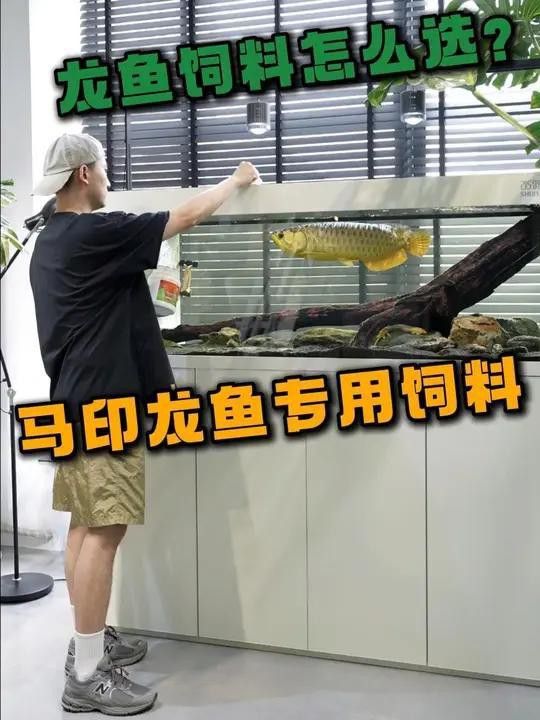 有哪些適合恢復期的龍魚飼料？
