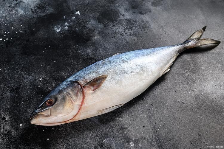 金槍魚的圖片 金槍魚的圖片 龍魚百科 第2張