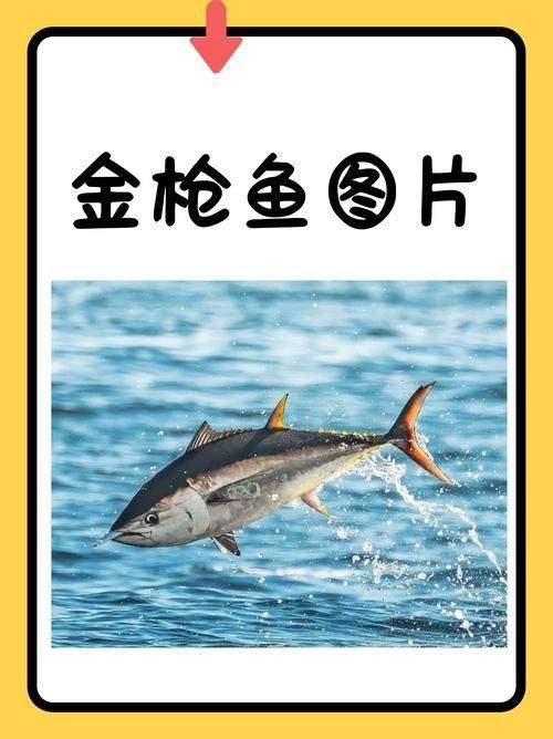 金槍魚的圖片 金槍魚的圖片 龍魚百科 第1張