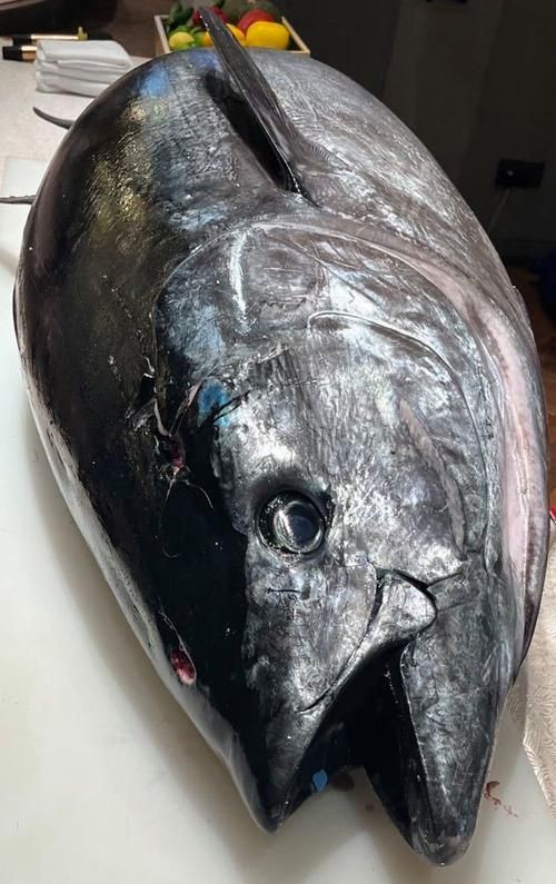 金槍魚的圖片 金槍魚的圖片 龍魚百科 第3張