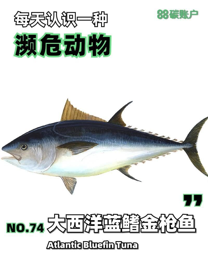 金槍魚的圖片 金槍魚的圖片 龍魚百科 第5張