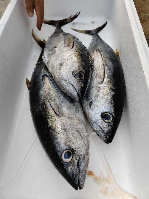 金槍魚的圖片 金槍魚的圖片 龍魚百科 第6張
