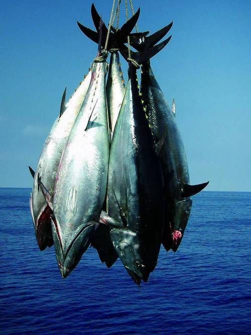金槍魚的圖片 金槍魚的圖片 龍魚百科 第8張