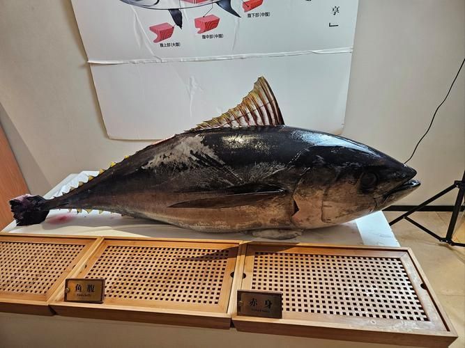 金槍魚的圖片 金槍魚的圖片 龍魚百科 第9張