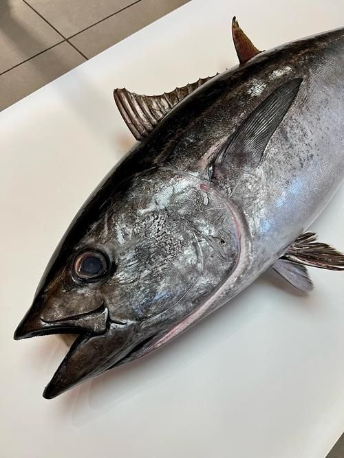 金槍魚的圖片 金槍魚的圖片 龍魚百科 第7張