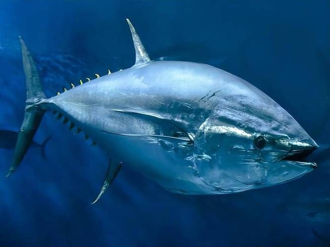 金槍魚的圖片 金槍魚的圖片 龍魚百科 第12張
