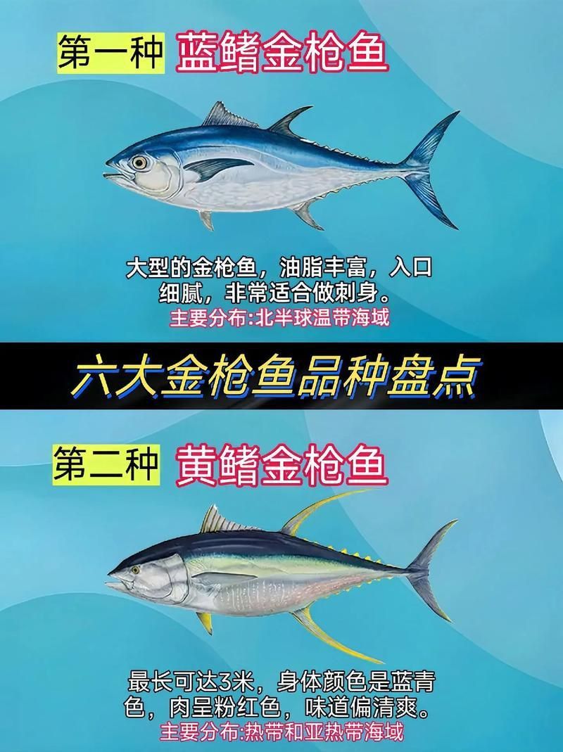 金槍魚的圖片 金槍魚的圖片 龍魚百科 第10張
