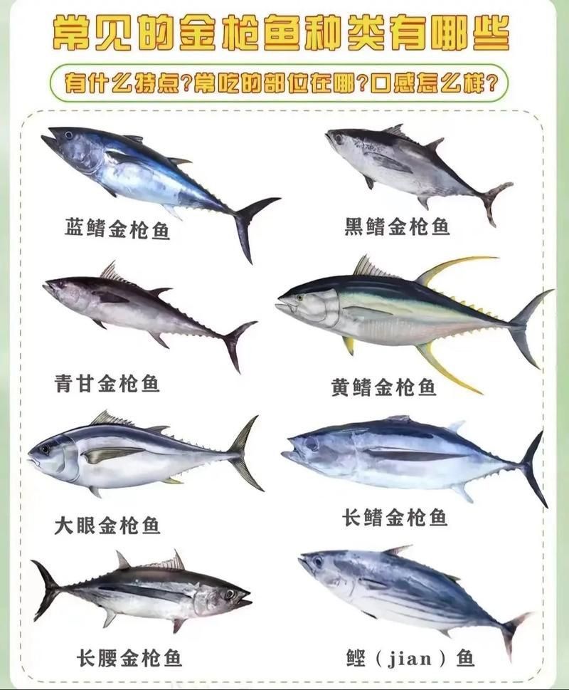 金槍魚的圖片 金槍魚的圖片 龍魚百科 第14張