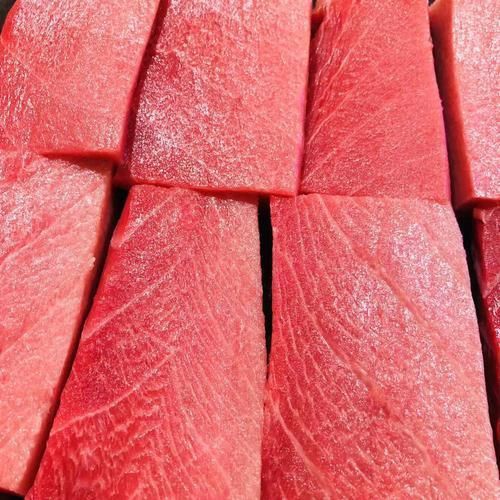 金槍魚的圖片 金槍魚的圖片 龍魚百科 第11張