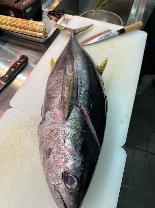 金槍魚的圖片 金槍魚的圖片 龍魚百科 第13張