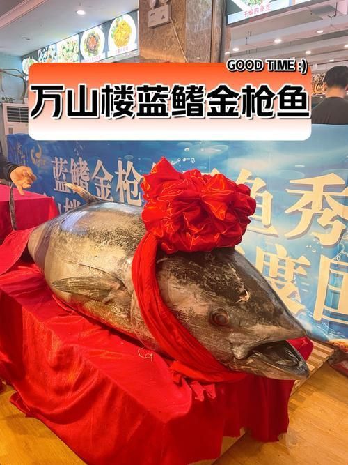 金槍魚的圖片 金槍魚的圖片 龍魚百科 第18張