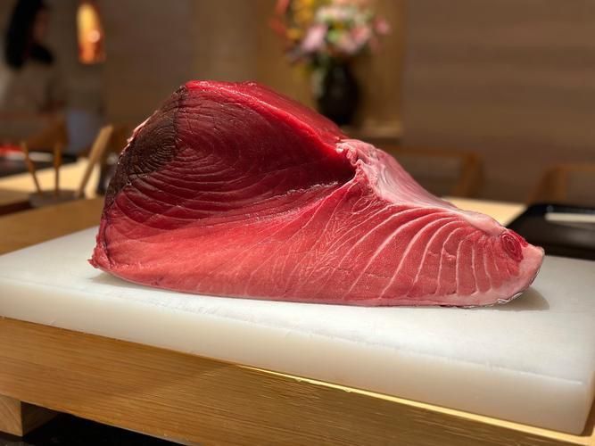 金槍魚的圖片 金槍魚的圖片 龍魚百科 第17張