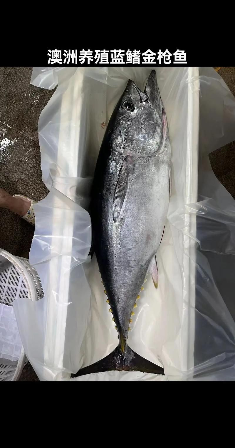 金槍魚的圖片 金槍魚的圖片 龍魚百科 第16張