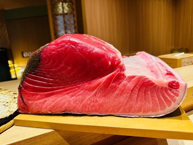 金槍魚的圖片 金槍魚的圖片 龍魚百科 第15張