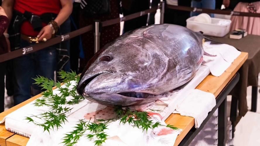 金槍魚的圖片 金槍魚的圖片 龍魚百科 第19張
