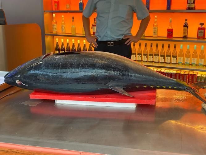 金槍魚的圖片 金槍魚的圖片 龍魚百科 第22張