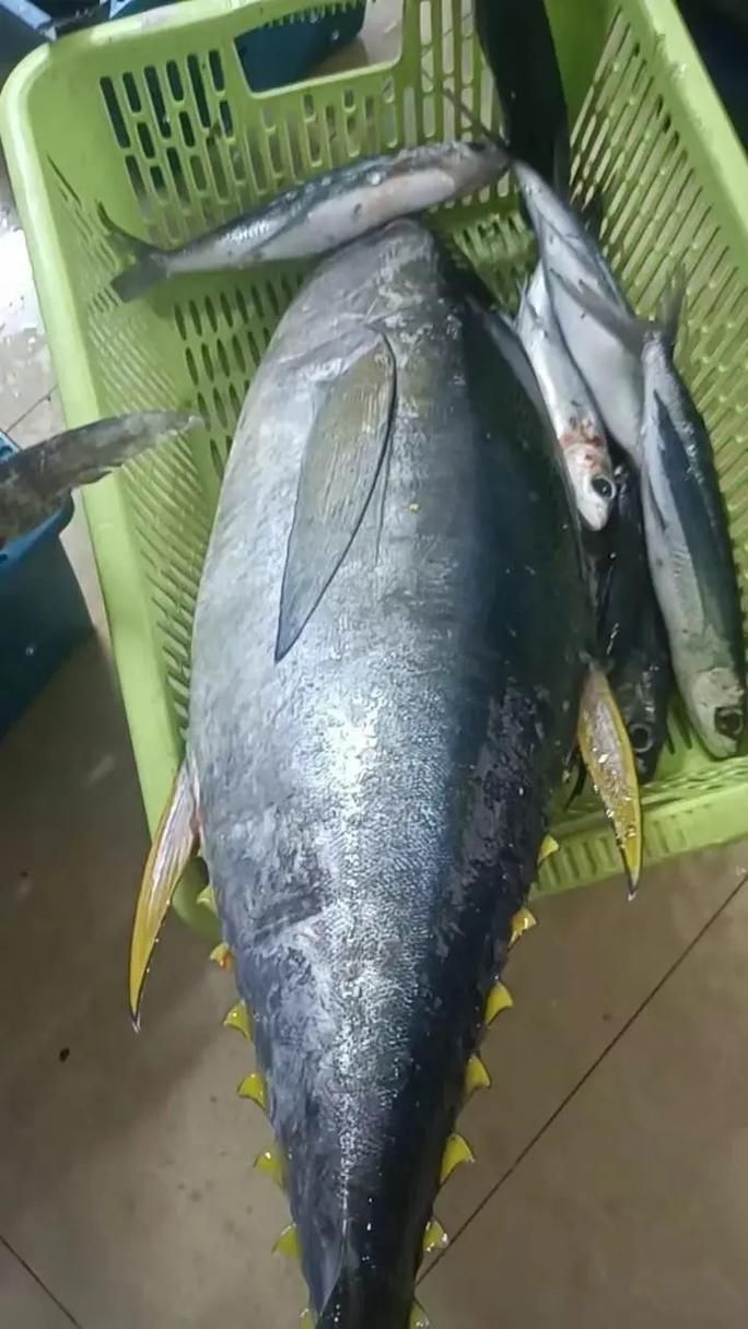 金槍魚的圖片 金槍魚的圖片 龍魚百科 第21張