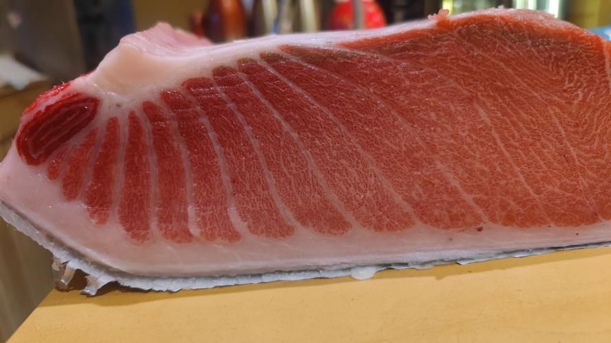 金槍魚的圖片 金槍魚的圖片 龍魚百科 第20張