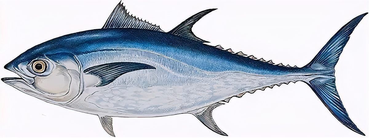 金槍魚的圖片 金槍魚的圖片 龍魚百科 第25張