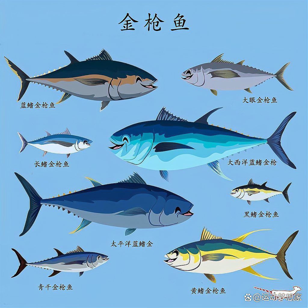 金槍魚的圖片 金槍魚的圖片 龍魚百科 第27張