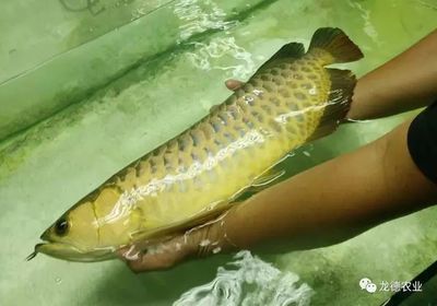 龍魚多久可以繁殖一次：龍魚喂食的最佳實踐:龍魚喂食的最佳實踐，龍魚喂食的最佳實踐