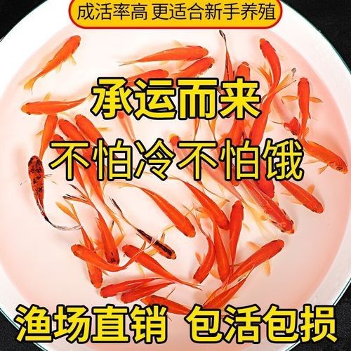 長(zhǎng)春龍魚價(jià)格行情走勢(shì)圖片