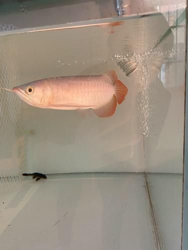 長(zhǎng)春龍魚價(jià)格行情走勢(shì)圖片