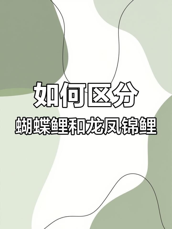 龍鳳鯉和蝴蝶鯉的區別