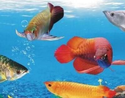 龍魚一般多少錢一只：龍魚價格是多少