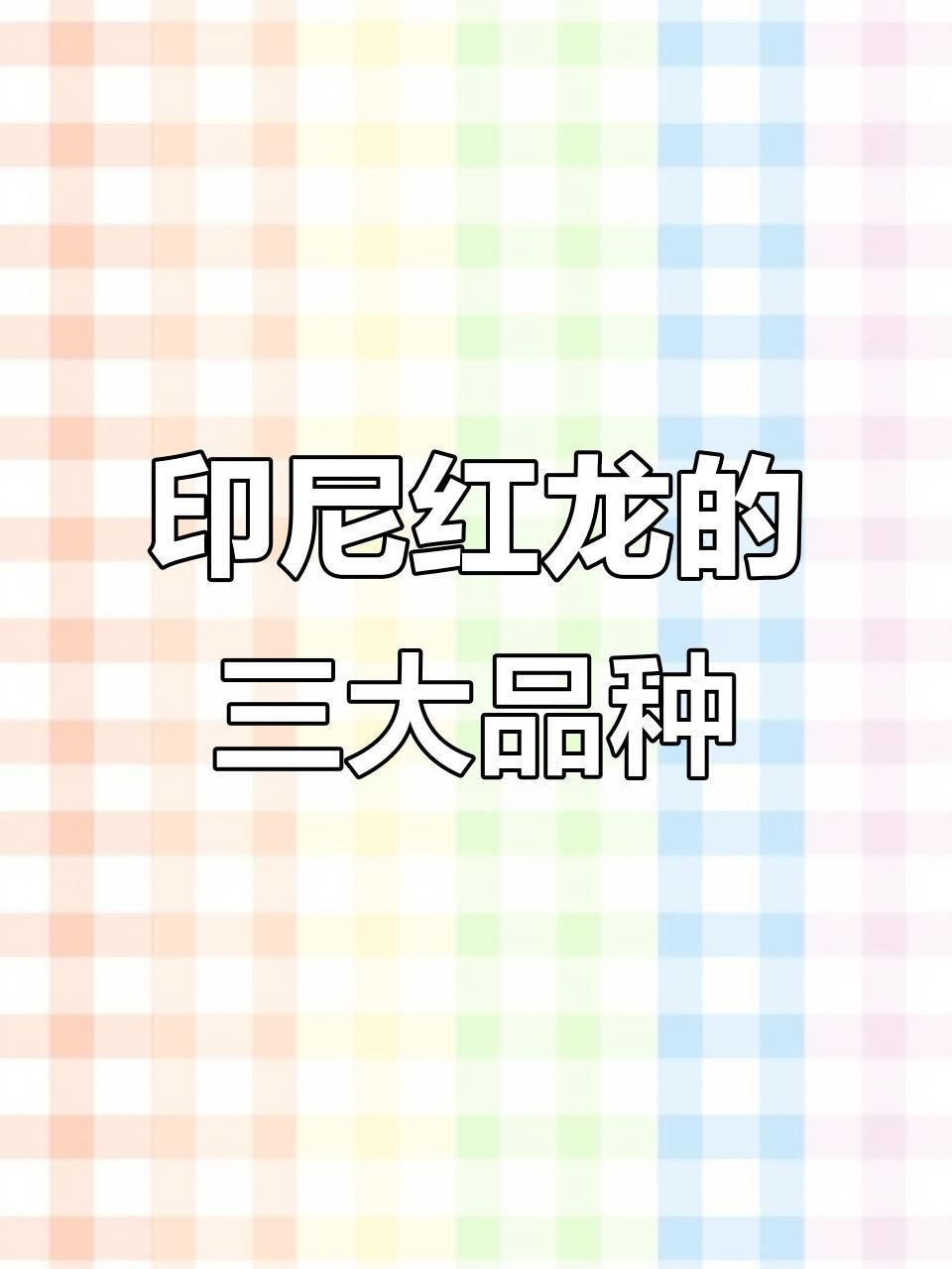 賽級印尼紅龍價格