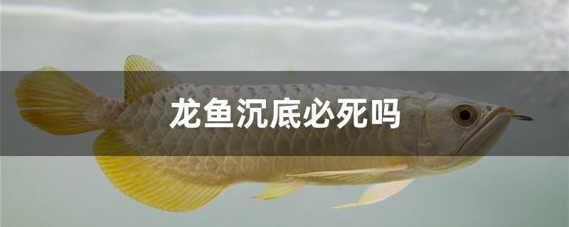 龍魚沉在水底怎么回事啊：龍魚在水底沉浮的原因