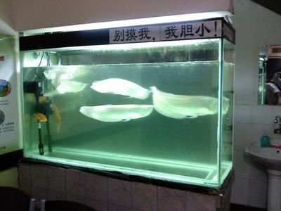 銀龍魚太膽小（如何減輕銀龍魚的膽小行為）