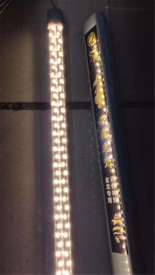 龍魚用什么顏色的燈好看又漂亮圖片