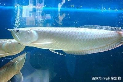 一米的銀龍魚：一米多長(zhǎng)的銀龍魚價(jià)格一般在800元以上