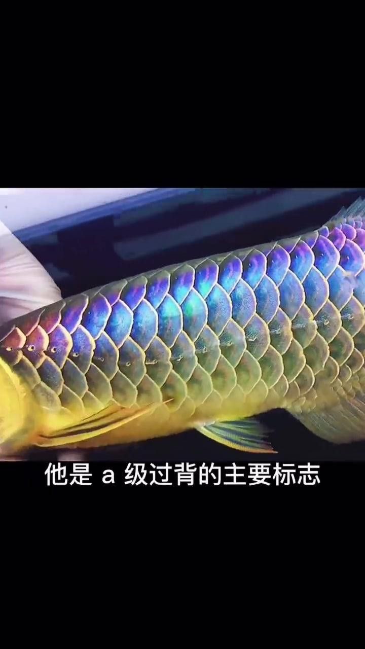 如何判斷金頭過背金龍的品相？