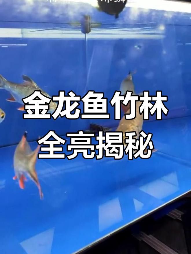 如何判斷金頭過背金龍的品相？