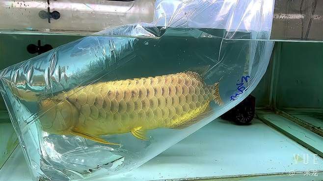 如何判斷金頭過背金龍的品相？